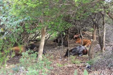 Cattle seek refuge from the searing heat among shrubbery in Union Island, St. Vincent and the Grenadines